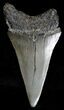 Large Fossil Mako Shark Tooth - South Carolina #18545-1